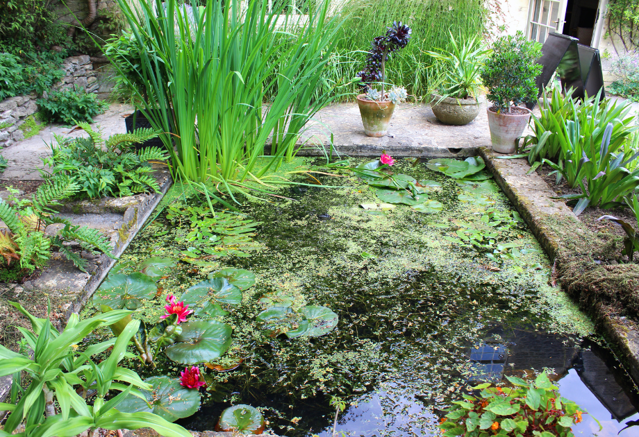 a water garden with lily pads and moss